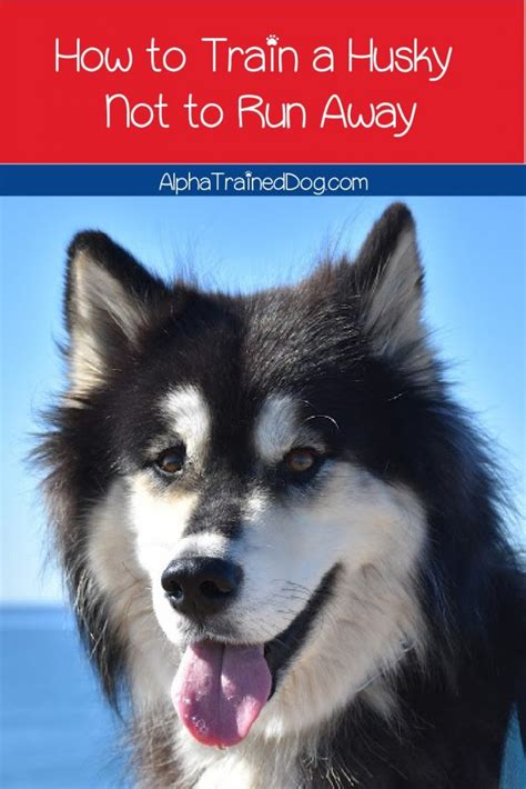 How To Train A Husky Not To Run Away Definitive Guide Alpha Trained Dog
