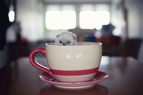 Cute Cat In A Cup