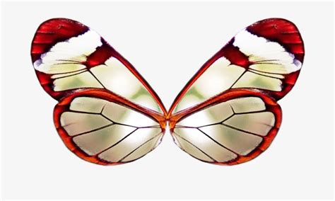 Png Wing 3 By Moonglowlilly Red Butterfly Wings Png Transparent Png