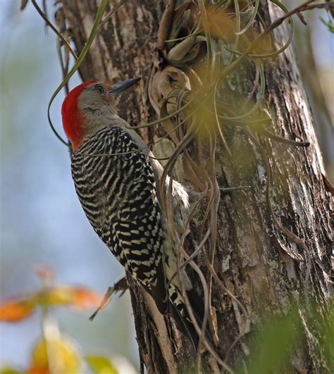 Pictures And Information On Red Bellied Woodpecker