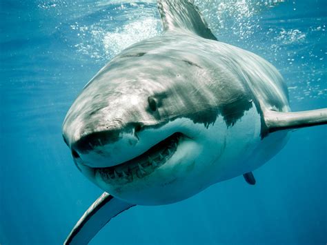 white shark history   interesting facts