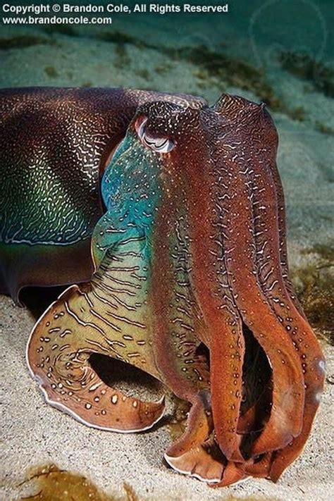 Sign In Ocean Creatures Sea Creatures Underwater Life
