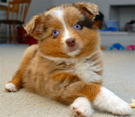 Mini Australian Shepherd Red Merle Lunawsome