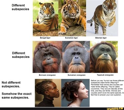 Different Subspecies Different Subspecies Bornean Orangutan Sumatran