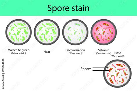 Spore Staining Microbiology Lab Technique Steps Diagram Using