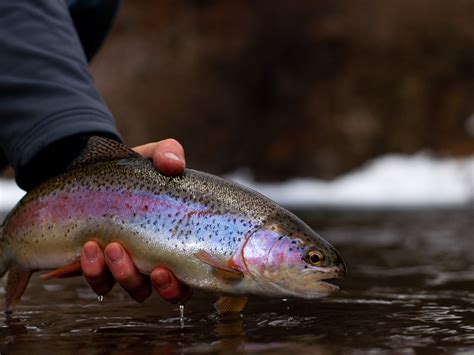 How To Catch Trout In The Winter