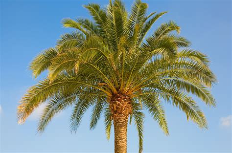 Plant Spotlight Medjool Date Palm — Earth First Landscapes