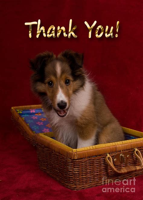 Thank you cards kids birthday party thank you notes. Thank You Sheltie Puppy Photograph by Jeanette K