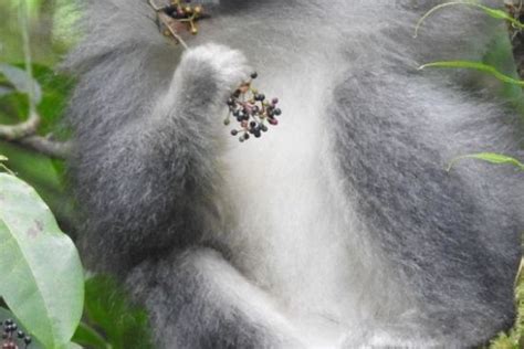 Mengenal Surili Monyet Langka Dari Jawa Barat Yang Berpoligami