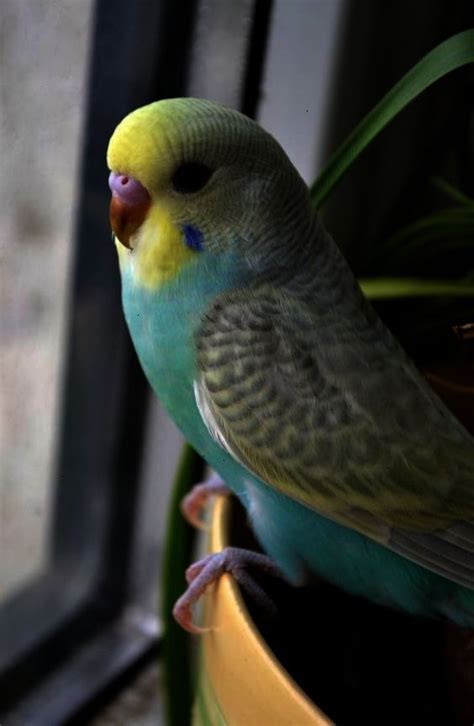 Stunning Parakeets Chirping Happily Cool Parakeet Cute Animals