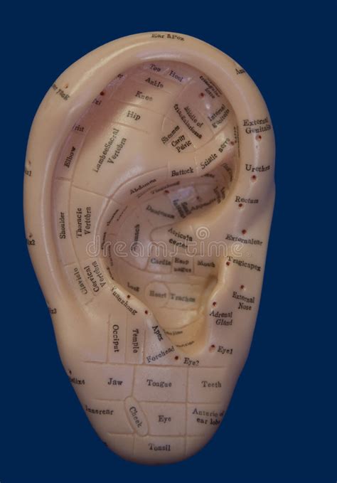 Ohr-Akupunktur-Punkte stockbild. Bild von blau, auricular ...