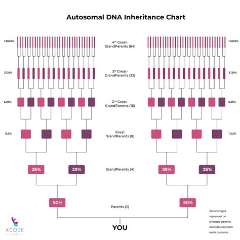 Autosomal Dna Testing What Is It And How It Works