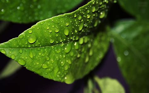 Green Leaf With Water Droplets In Macro Photography Hd Wallpaper