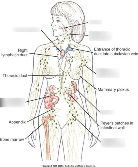 Lymphatic System Diagram Diagram Quizlet