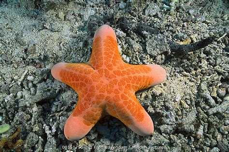 Minden Pictures Granulated Sea Star Choriaster Granulatus Kimbe
