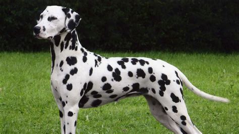 Dalmatian Breed Information Our Deer