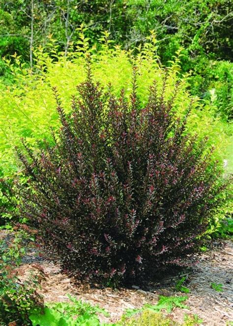 Ninebark Shrub How To Grow And Care For Physocarpus Garden Design