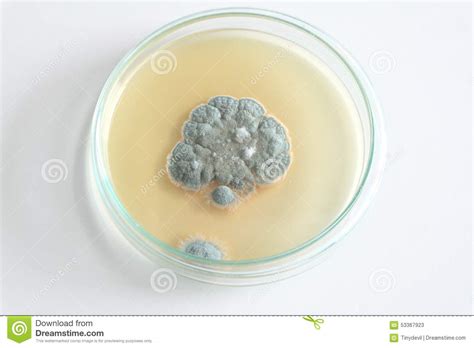 Penicillium Fungi On Agar Plate Stock Image Image Of Biology