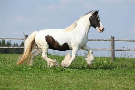 Cob Horse Ehorses Magazine