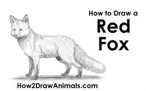Pin By Susan Carrell On About A Fox Fox Drawing Fox Drawing Tutorial