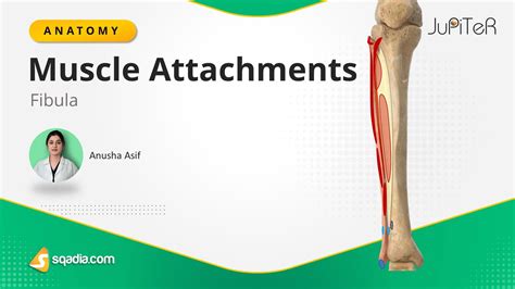 Fibula Muscle Attachments