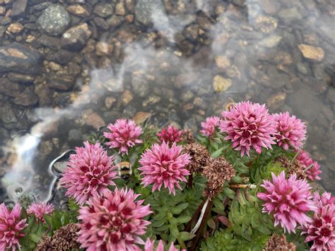What is this plant? Near Breckinridge CO : r/whatsthisplant