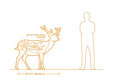 Sika Deer Dimensions And Drawings