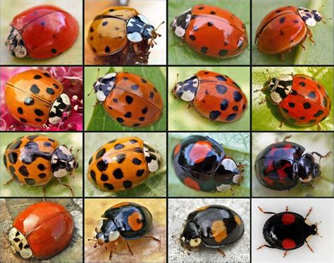 What Is The Largest Ladybug In The World Quora