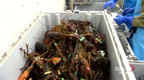 Indigenous Fisheries Wont Have Long Term Impact On Lobster