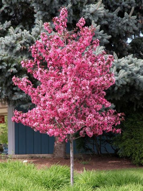 Bark & garden has a yummy selection of flowering crabapple trees including the unique, hardy cultivar malus 'royal raindrops.' this easy to grow landscape tree is well suited to. Royal Raindrops® Crabapple | Flowering trees, Small ...