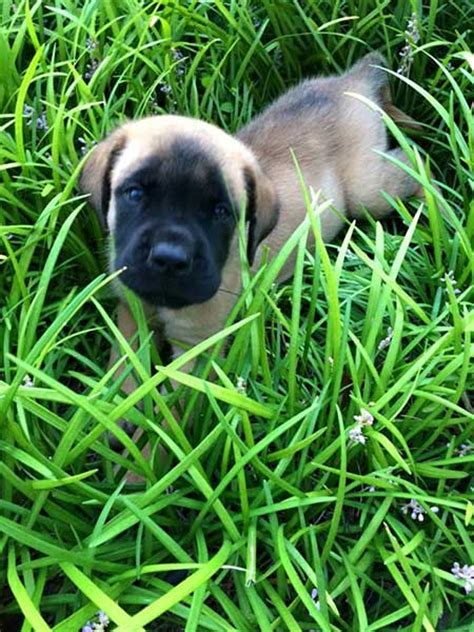 The most common lots of puppies material is cotton. The Mastiff: That's a Lot of Dog - American Kennel Club