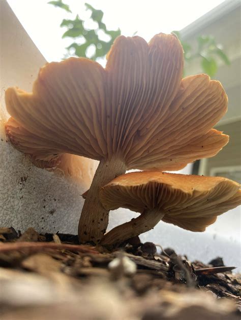 Help Identifying Gymnopilus Mushroom Hunting And Identification