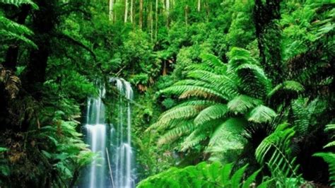 The top layer of vegetation consists of scattered tall trees which tower above a closed canopy layer formed by the crowns of other trees. 10 Interesting the Rainforest Biome Facts - My Interesting ...