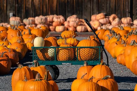 Fun Fall Farms And Pumpkin Patches Near Nyc Your Brooklyn Guide