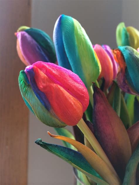 Product Highlight Rainbow Tulips Tulips Pretty Flowers Trees To Plant