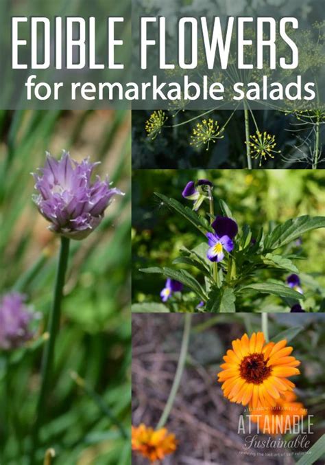 Edible Flowers You Can Grow Yourself — Info You Should Know
