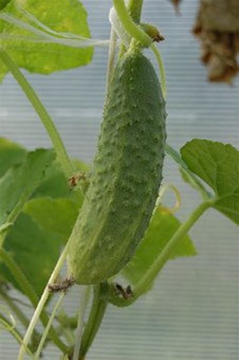1000 Cucumber Boston Pickling Seeds Etsy