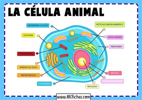 Cuales Son Las Partes De La Celula Animal Valor