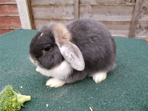 Female Mini Lops Rabbits With Cage In Derby Derbyshire Gumtree