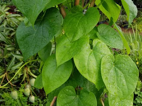 33 Fresh Giloy Leaves Guduchi Tinospora Cordifolia Ayurveda Etsy