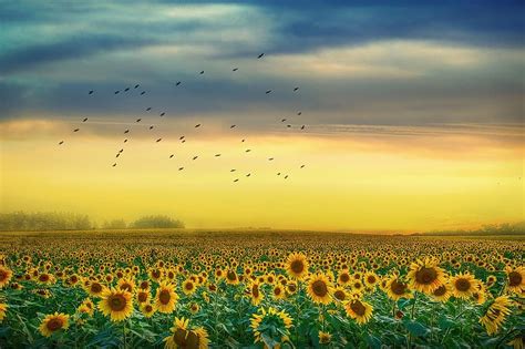 Landscape Sunflowers Sky Clouds Sunset Yellow Field Pikist