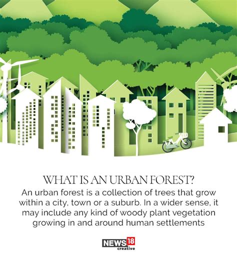 What Urban Forests Are How They Can Transform Cities Into Urban Oases