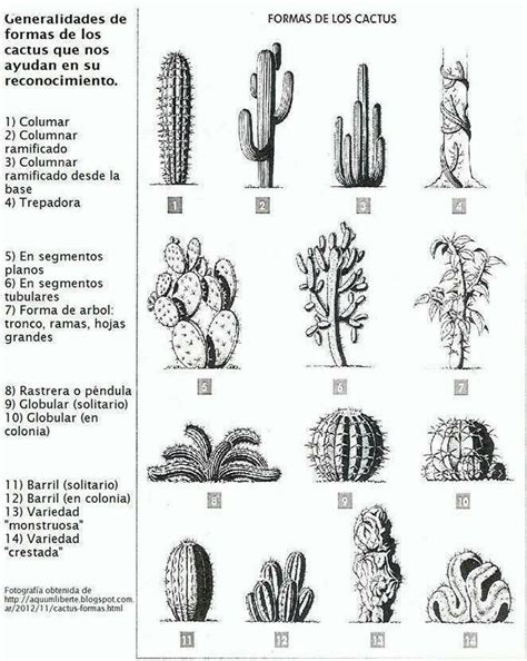 A Tener En Cuenta Y Saber Identificación De Cactus Cactus Suculentas