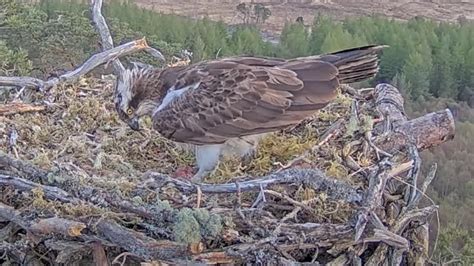Famous Osprey Dorcha Lays First Egg Of The Season