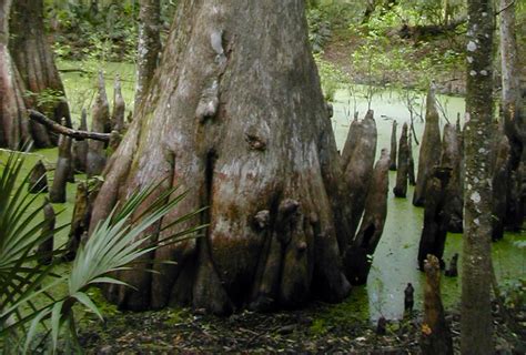 This includes the official website, phone number, location map, reviews and photos. For a dip into primordial wilderness along the ...