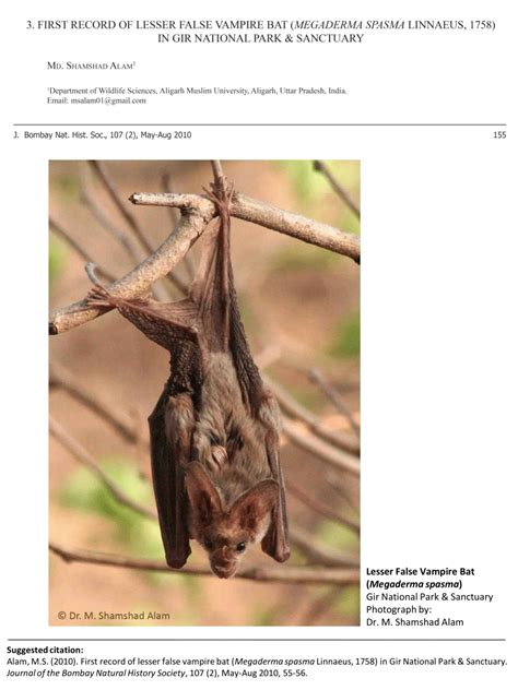 Pdf First Record Of Lesser False Vampire Bat Megaderma Spasma