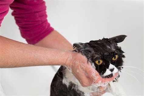 How To Give A Bath To Your Cat Without All That Scratching And Hubbub