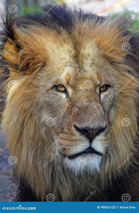 Close Up Portrait Of Male African Lion Stock Image Image Of Face
