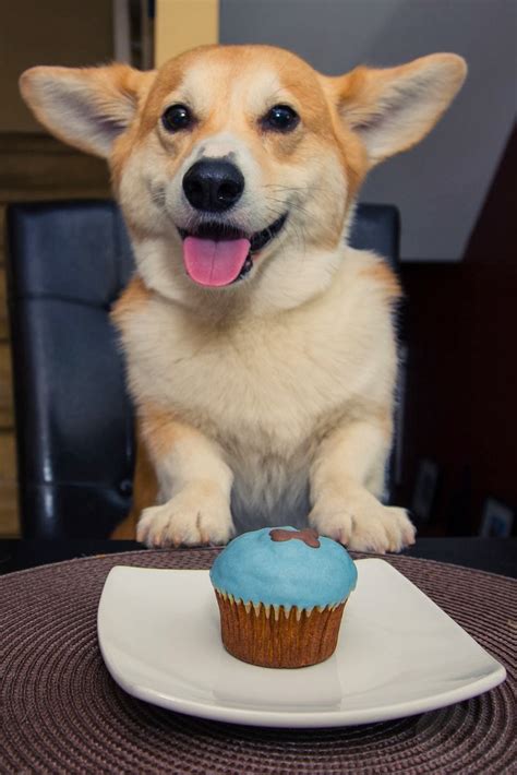 The best gifs are on giphy. Here are The 22 Happiest Corgis to Brighten Your Day