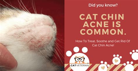 How To Get Rid Of Cat Acne On Chin Cats World Club